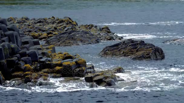 Basaltstenen op Giant Causeway, Noord-Ierland - ingedeeld versie — Stockvideo