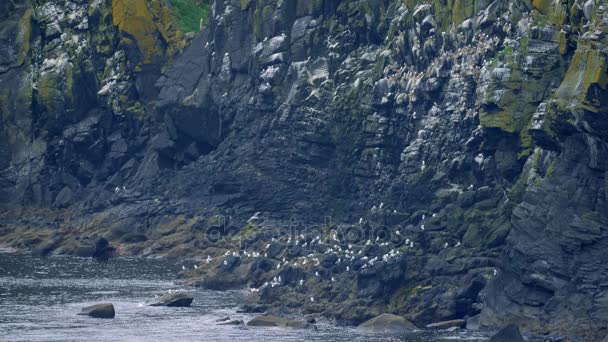 Flock Of Seagulls,Carrick-A-Rede Rope Bridge Viewpoint, Northern Ireland - Graded Version — Stock Video