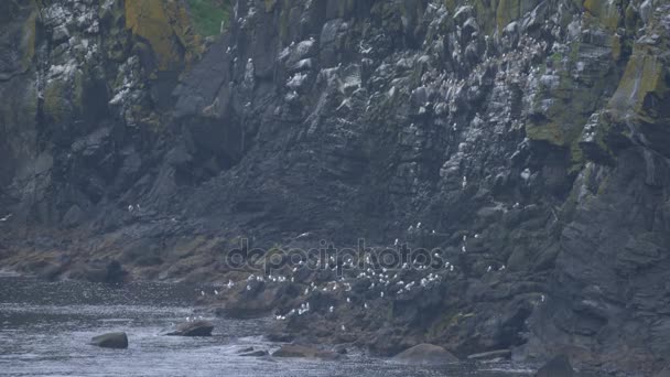 Manada de gaviotas, Mirador del puente de cuerda Carrick-A-Rede, Irlanda del Norte - Versión nativa — Vídeos de Stock
