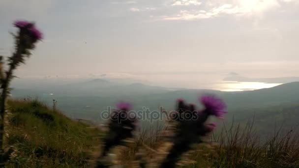 通过移动蓟，国家软木，爱尔兰-分级版本爱尔兰风景 — 图库视频影像