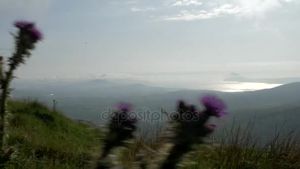 Irish Landscapes Through Moving Thistles, Country Cork, Irlanda - Versione nativa — Video Stock