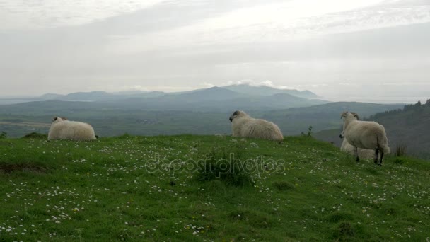 Irische Schafe, County Cork, Irland - einheimische Version — Stockvideo