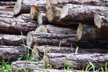 Kübanın kırsal kesiminde çimlerde kurumaya bırakılmış kütükler.