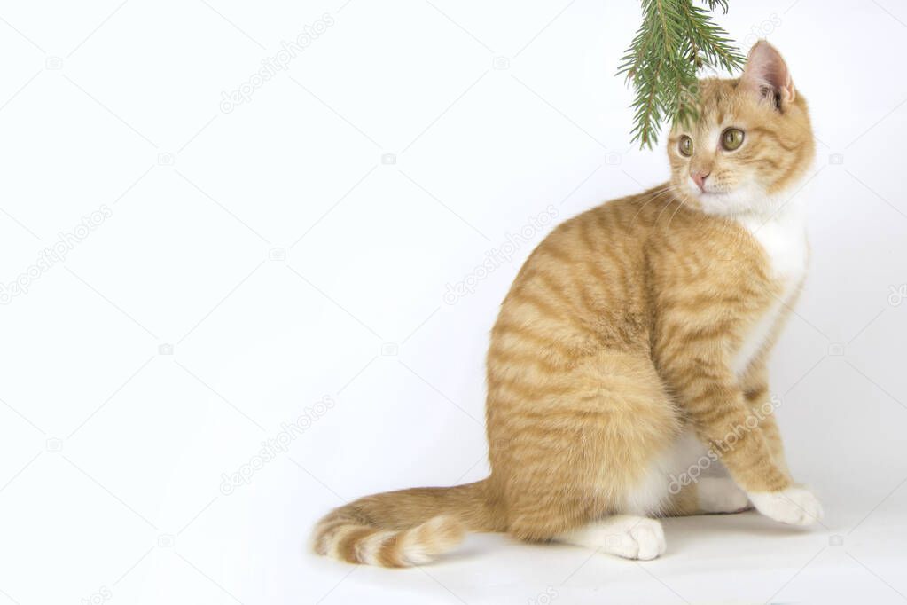 red cat sits on a white background with a fir branch, looking to the side