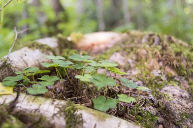 Yonca bitkisi kesilen bir ağaçta, vahşi bir ormanda yetişiyor.