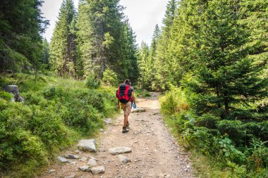 Orman yolunda yürüyen bir adam. Aktif insanlar konsepti. Seyahat / keşif konsepti.