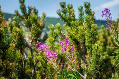 Chamerion angustifolium (Fireweed, chai Ivan) dağda çiçek açan bitki / bitki. Doğal bitki konsepti. Doğal ilaç fabrikası. Rila dağı, Bulgaristan