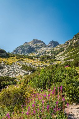 Güzel bir yaz dağı manzarası. Rila Dağı, Bulgaristan. Maliovitza zirvesi. 