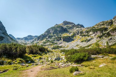 Pinus mugo yemyeşil ağaçlar ve dağ arkası. Ulusal park, yaz dağları