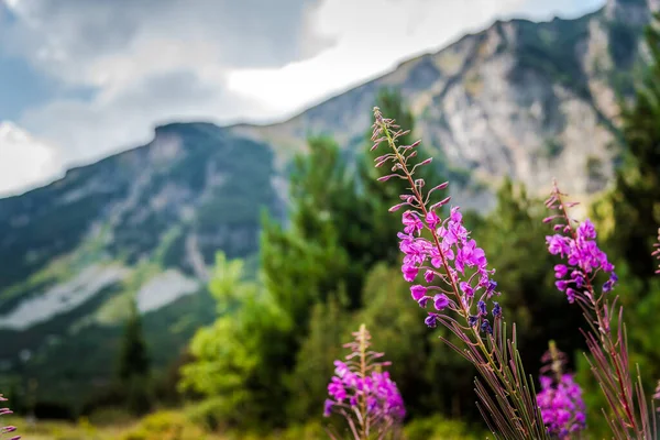 Chamerion Angustifolium Fireweed Chai Ivan Blooming Plant Herb Mountain Концепция — стоковое фото