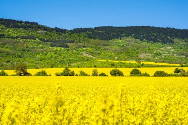 Kolza tohumu tarlaları - sarı tarlalar ve mavi gökyüzü. Tarım kavramı.