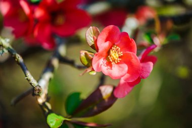 Çiçek açan Chaenomeles kış amigo tesisi makrosu kapanıyor. Kırmızı bahar çiçekleri. Çiçek açan Chaenomeles (çiçek açan ayva, Japon aygırı) 