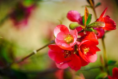 Çiçek açan Chaenomeles kış amigo tesisi makrosu kapanıyor. Kırmızı bahar çiçekleri. Çiçek açan Chaenomeles (çiçek açan ayva, Japon aygırı) 