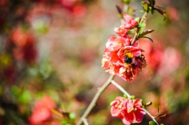 Çiçek açan Chaenomeles Kış Amigoları makro bitki fotoğrafı. İlkbahar konsepti.