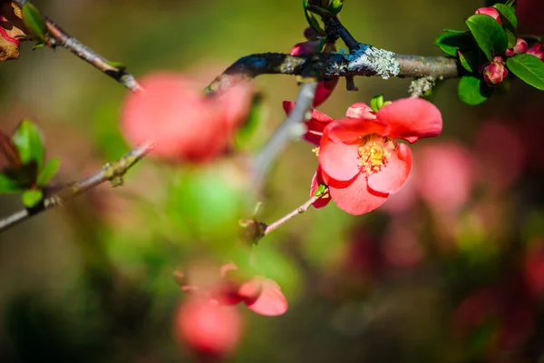 Florecimiento Chaenomeles Invierno Animar Macro Planta Cerca Flores Rojas Primavera — Foto de Stock