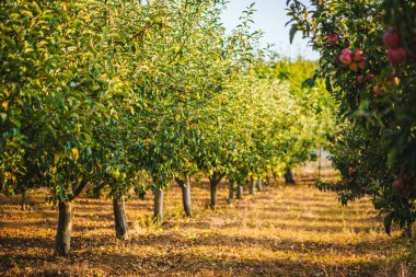 Elma çiftliğindeki elma ağaçları. Elma hasatı Biyolojik / organik elmalar