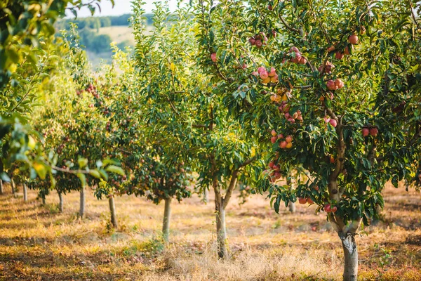 リンゴ畑のリンゴの木 リンゴの収穫 バイオ 有機リンゴ — ストック写真