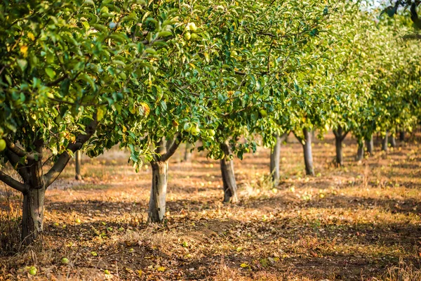 Apfelbäume Einer Apfelfarm Apfelernte Bio Bio Äpfel — Stockfoto