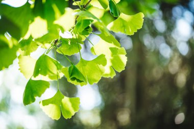 Ginkgo biloba ağacı yaprakları yakın çekim fotoğrafı