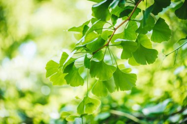 Ginkgo biloba ağacı yaprakları yakın çekim fotoğrafı