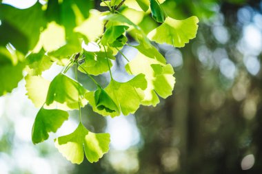 Ginkgo biloba ağacı yaprakları yakın çekim fotoğrafı