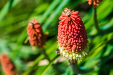 Blosoming kniphofia uvaria (torch lily / red hot poker) plants in a garden clipart