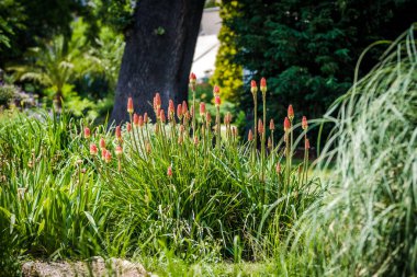 Blosoming kniphofia uvaria (torch lily / red hot poker) plants in a garden clipart