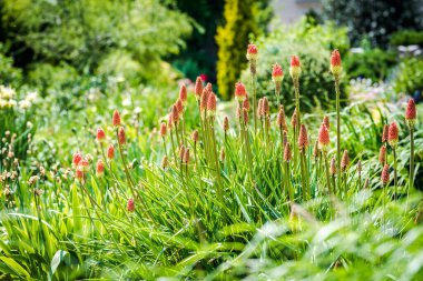 Blosoming kniphofia uvaria (torch lily / red hot poker) plants in a garden clipart