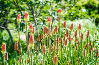 Blosoming kniphofia uvaria (torch lily / red hot poker) plants in a garden clipart