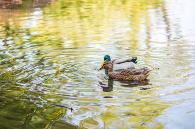 Parktaki gölette yüzen bir ördek sürüsü. Yaz fotoğrafı