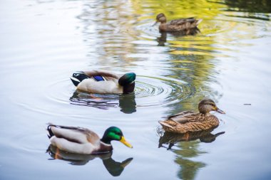 Parktaki gölette yüzen bir ördek sürüsü. Yaz fotoğrafı