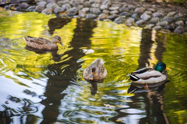 Parktaki gölette yüzen bir ördek sürüsü. Yaz fotoğrafı