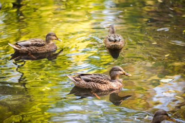 Parktaki gölette yüzen bir ördek sürüsü. Yaz fotoğrafı
