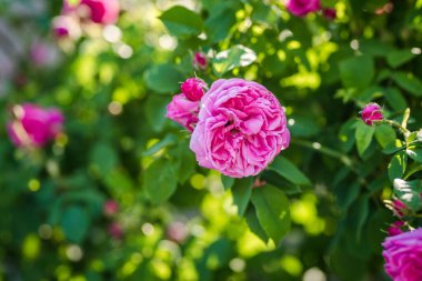 Güzel pembe gül çiçekleri. Parfümler için güzel kokulu Buglarian gülü. Gül yağı tarlası.