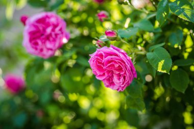 Güzel pembe gül çiçekleri. Parfümler için güzel kokulu Buglarian gülü. Gül yağı tarlası.