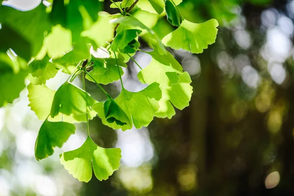 Ginkgo biloba ağacı yaprakları yakın çekim fotoğrafı