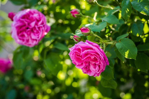 Beautiful pink rose blossoms. Fragrant Buglarian rose Damascena for perfumes.  Rose oil plantation.