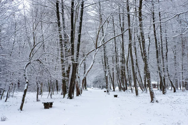 Nice winter day in the park. Winter day in the forest.