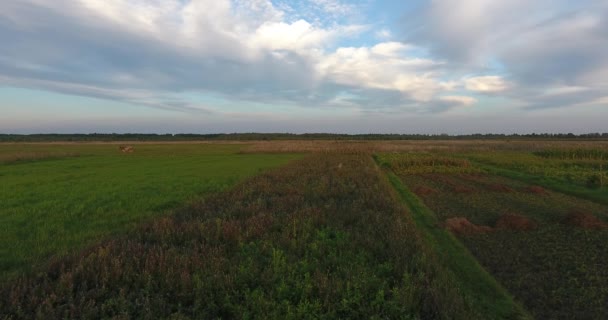 Vista aérea Vuelo sobre un campo agrícola en una zona rural, Europa Central — Vídeo de stock