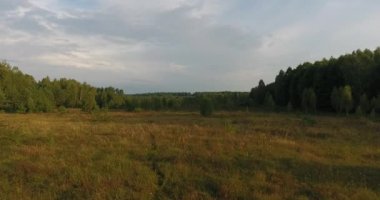 Havadan görünümü uçuş büyük çam ormanları arasında yeşil çayır üzerinde