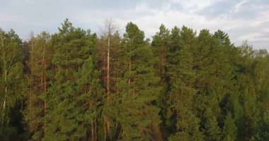 Dronun duvar karışık yüksek orman, Merkezi Avrupa Ukrayna boyunca hareket