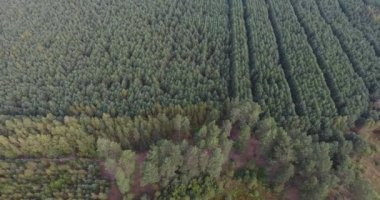 Dge genç orman boyunca dron görünümünün hareket düz satırları dikti