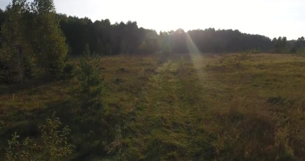 Déplacement d'un drone le long d'un chemin de terre dans un pré forestier tôt le matin d'été — Video