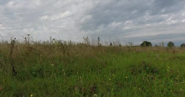 Vue aérienne au-dessus des prairies d'été sur fond de champs agricoles 