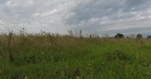 Luchtfoto hierboven zomer weide tegen de achtergrond van landbouwgronden — Stockvideo