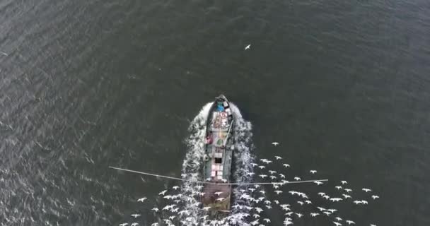 Aerial view of fishing motor boat in middle of river with pack of hungry seagull — Stock Video