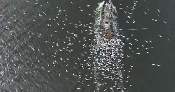 Letecký pohled: práce pytláci lovit na klidné řeky s hlad racků — Stock video