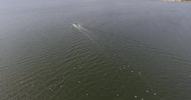 Aerial view of fishing motor boat in middle of river with pack of hungry seagull — Stock Video