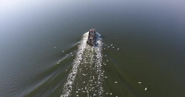 Вид с воздуха на рыбацкую моторную лодку посреди реки с пачкой голодной чайки — стоковое видео