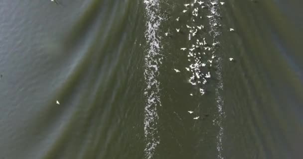 Aerial view: Work of poachers to fish on calm river with hungry gulls — Stock Video